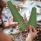 Floral Foam Cone, 2 Packs 11.8×3.93 inch Wet Green Florist Floral Block Flowers Arrangement Supplies for Craft Project and Christmas Party Decoration